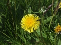 One Yellow